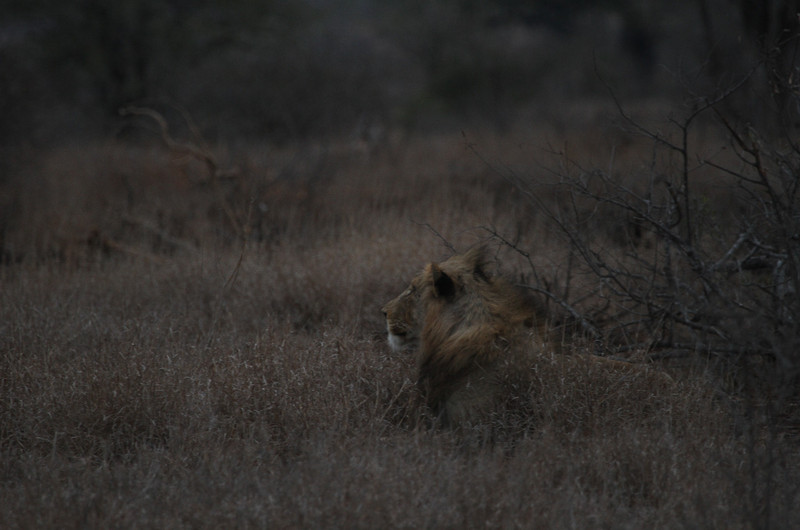 Lions just outside Satara Camp, lions!