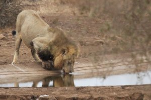 Lion comes to the waterhole, others scatter !