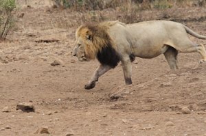 Lion comes to the waterhole, others scatter !