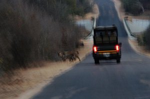 Hyena on the side of the road, oh my!