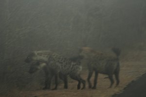 Bad ass hyena!