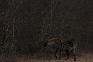 hyena watching closely and excitedly