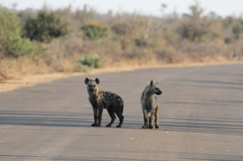 hyenas looking for food?