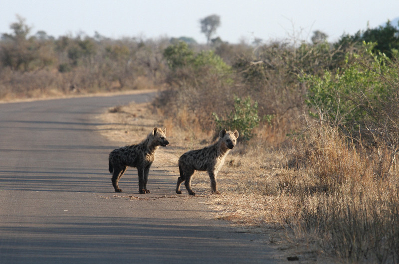 hyenas looking for food?