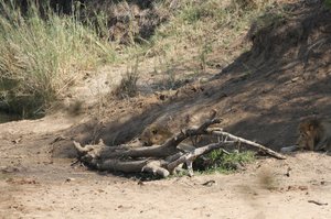 lions on Saltje Road near Skukuza