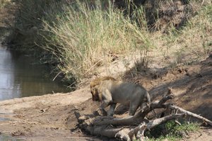 lions on Saltje Road near Skukuza