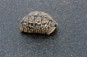 tortoise comes out when it rains