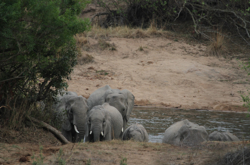 agitated elephants at the river