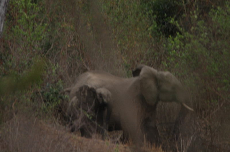 agitated elephants at the river