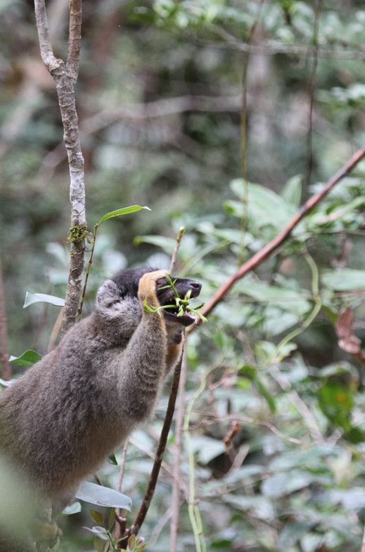Brown Lemur family in campground