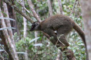 Brown Lemur family in campground