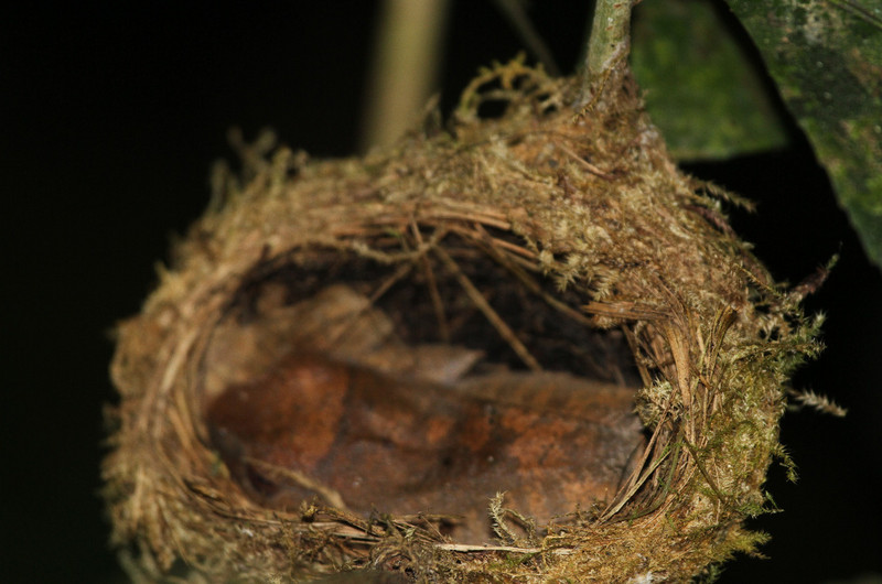 /large tree frog in Paradise Flycatcher nest