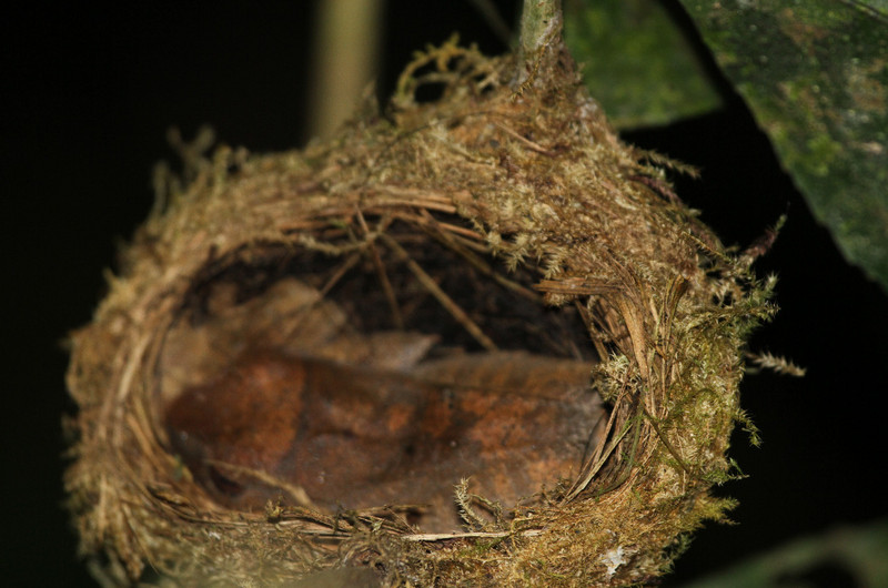 //large tree frog in Paradise Flycatcher nest