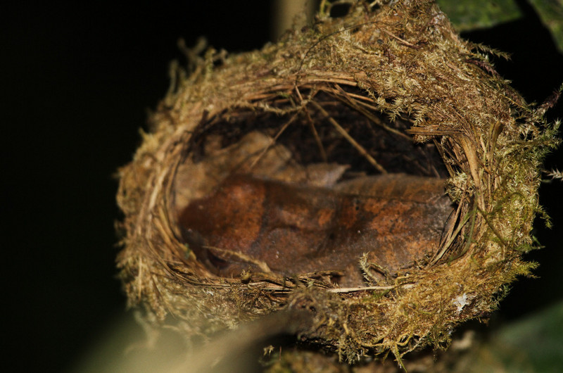 //large tree frog in Paradise Flycatcher nest