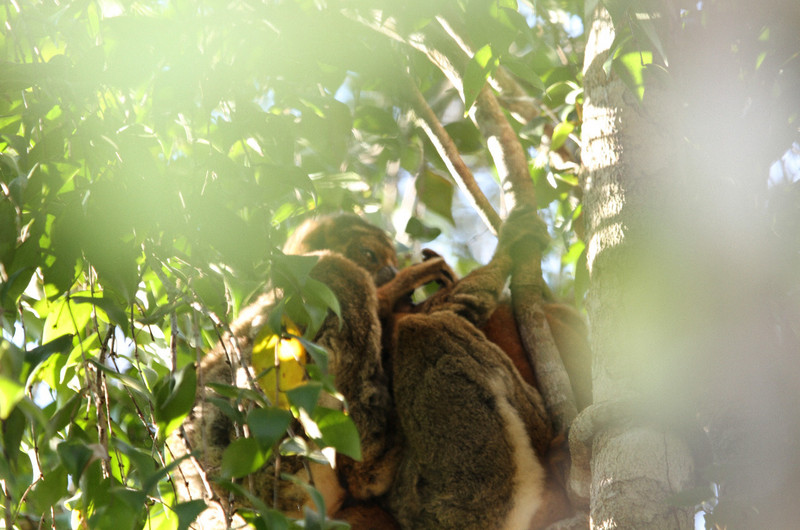 //eastern wooly lemur