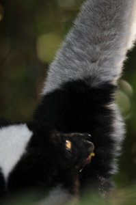 Endangered indri indri lemur can&#39;t live captive