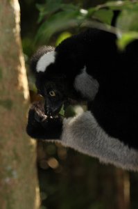 Endangered indri indri lemur can&#39;t live captive