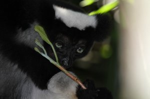 Beautiful Indri Indri lemur 