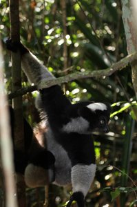 Beautiful Indri Indri lemur, amazing jumper !