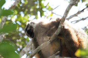 Beautiful Indri Indri lemur, amazing jumper !