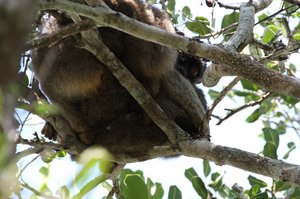 brown lemur