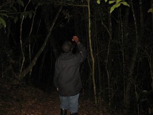 Guided Night Walk in Madagascar Rain Forest  