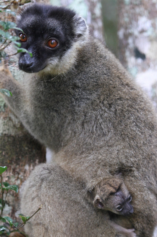 Mother lemur, baby lemur