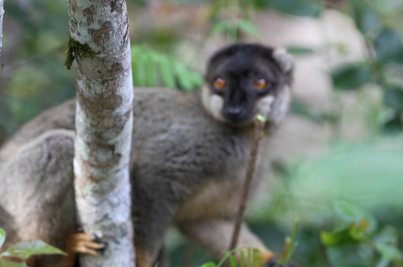 Mother lemur, baby lemur