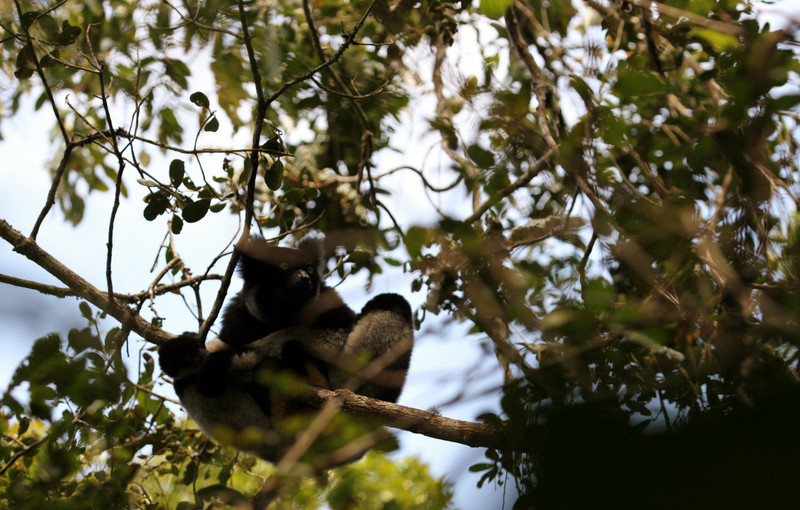 Indrie indrie lemur during  Mitsinjo walk