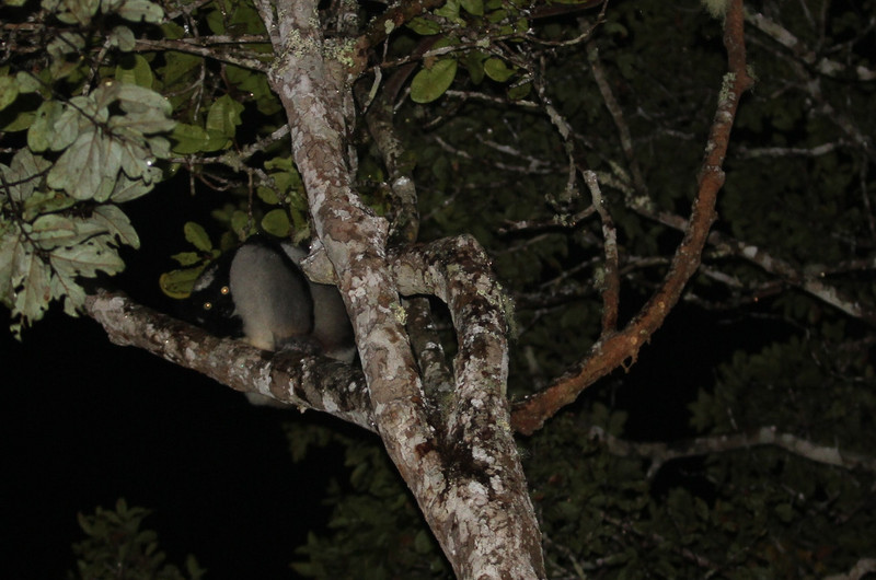 /believe this is lemur on night walk