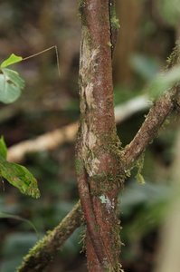 /leaf tailed gecko