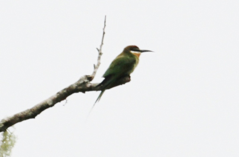 /Madagascar bee-eater