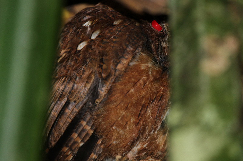 //long eared owl