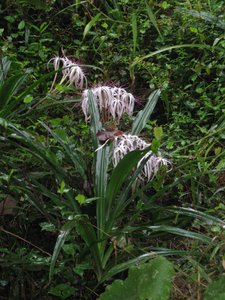 /lilies that are not native 