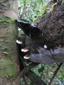 /tree fungi