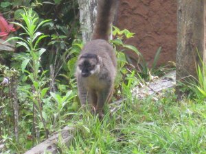 /brown lemur entertainment