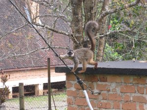 //brown lemur entertainment