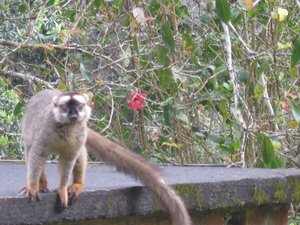 //brown lemur entertainment