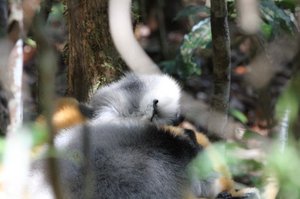 Sifakas at Play, National Park Andasibe