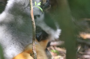 Sifakas a