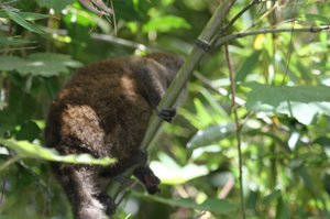 /Bamboo lemur