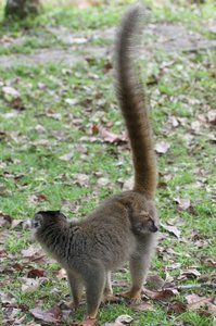 /brown lemurs