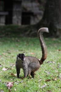 /brown lemurs