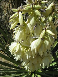 yucca blooms