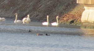 swans on the Seine