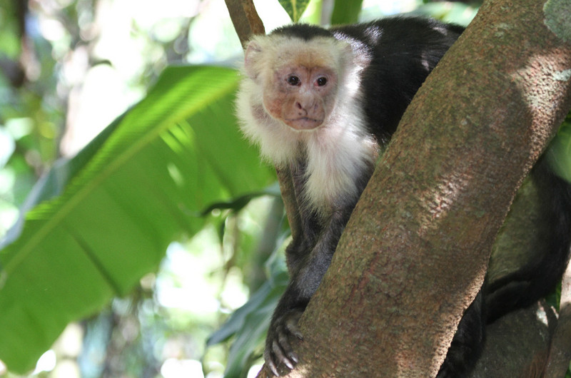 white-headed capuchin