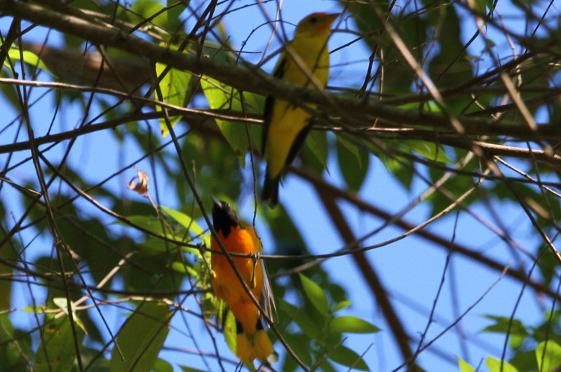 Baltimore oriole and western tanager