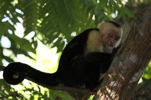 white-headed capuchin