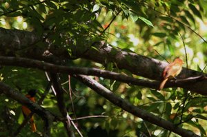 /immature summer tanager
