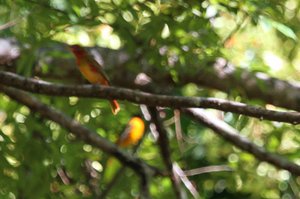 /baltimore oriole and western tanager